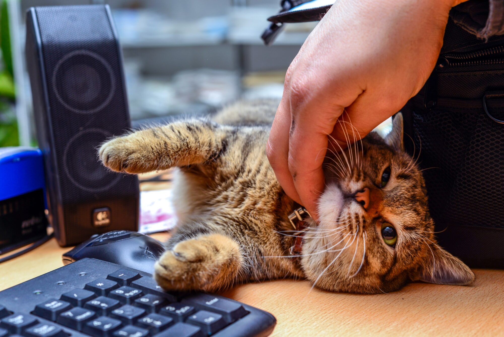 保護猫のいるオフィス、猫カフェ……人にも猫に優しい運営方法